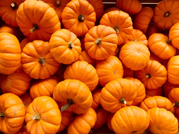 Осенью оранжевый вкус: что приготовить из тыквы – нетипичная подборка блюд