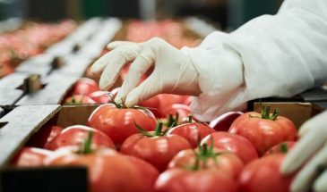 Вредны в любом виде: доктор Соломатина сообщила, когда нельзя есть помидоры