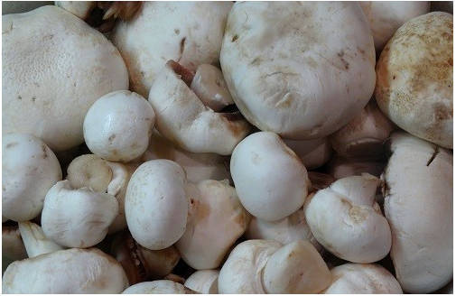 Как сушить грибы правильно