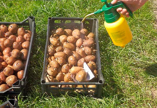 Чем заняться на огороде? Высококачественные сорта картофеля в Украине