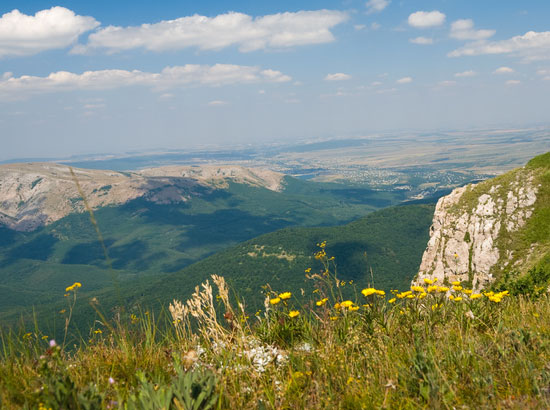 Горные цветы Крыма