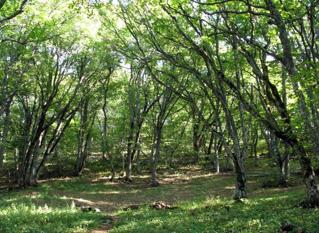 Опушка леса близ Карадага