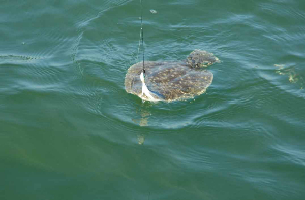 Сезон камбалы на Черном море: ловля, характеристики, особенности