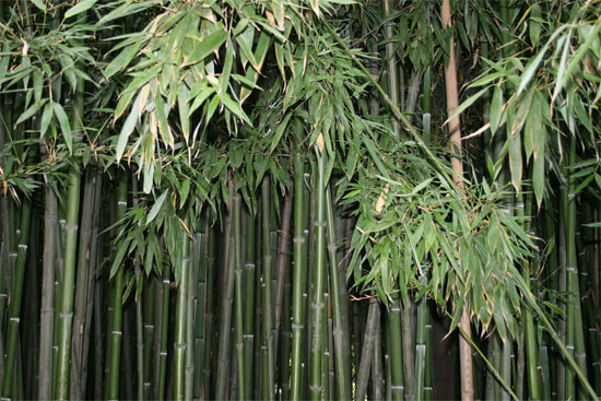 Бамбуковая роща в Никитском ботаническом саду