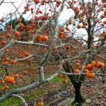Крымские фрукты — польза и удовольствие