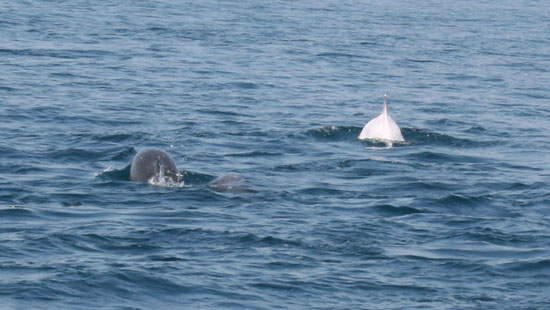 Уникальный дельфин-альбинос, Черное море