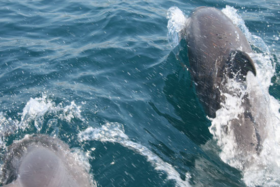 Пара дельфинов наперегонки с яхтой