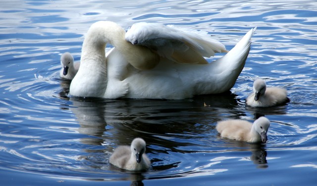 Мама-лебедь и её детёныши