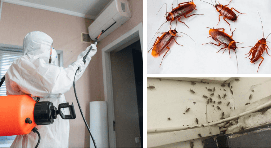 Борьба с тараканами в помещениях