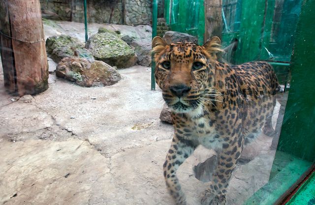 Дальневосточный леопард в ялинском зоопарке "Сказка"
